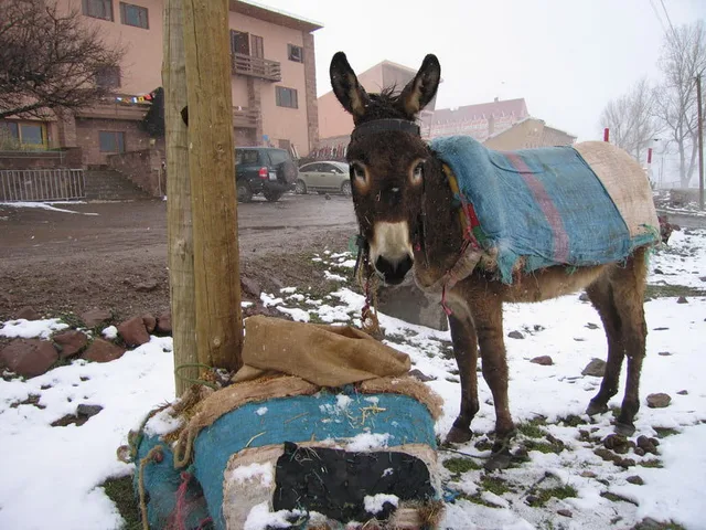 Il neige à Marrakech - image 3