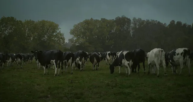 La vaca que cantó una canción hacia el futuro - image 2