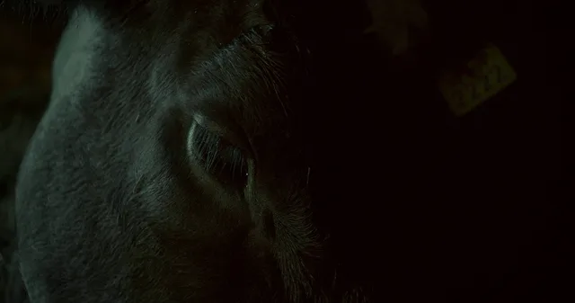 La vaca que cantó una canción hacia el futuro - image 3